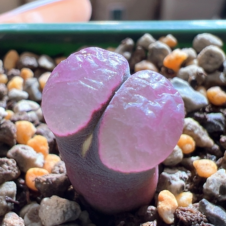 206。磁铁子。特紫色。  