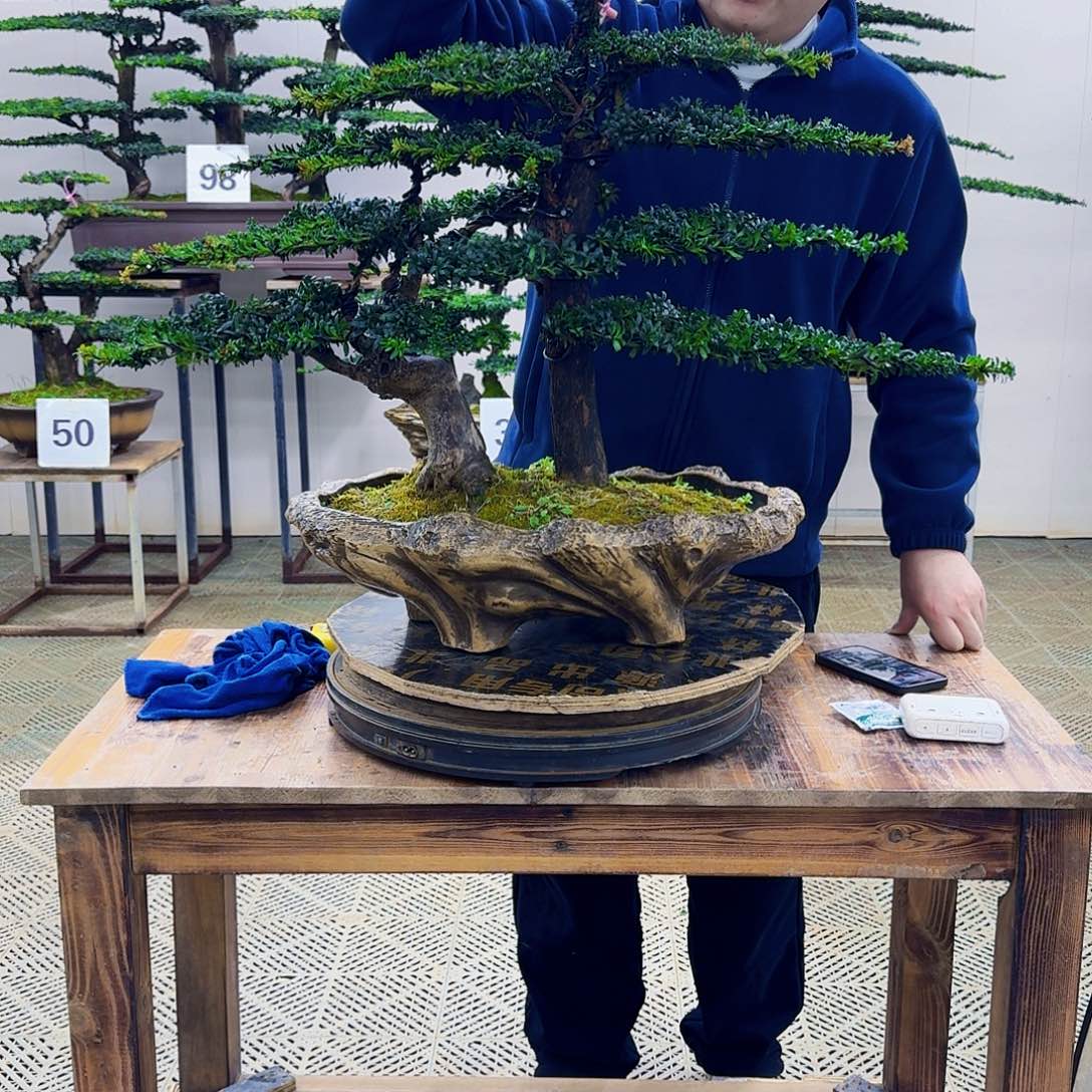 无花朵珍珠红芽罗汉松造型盆景