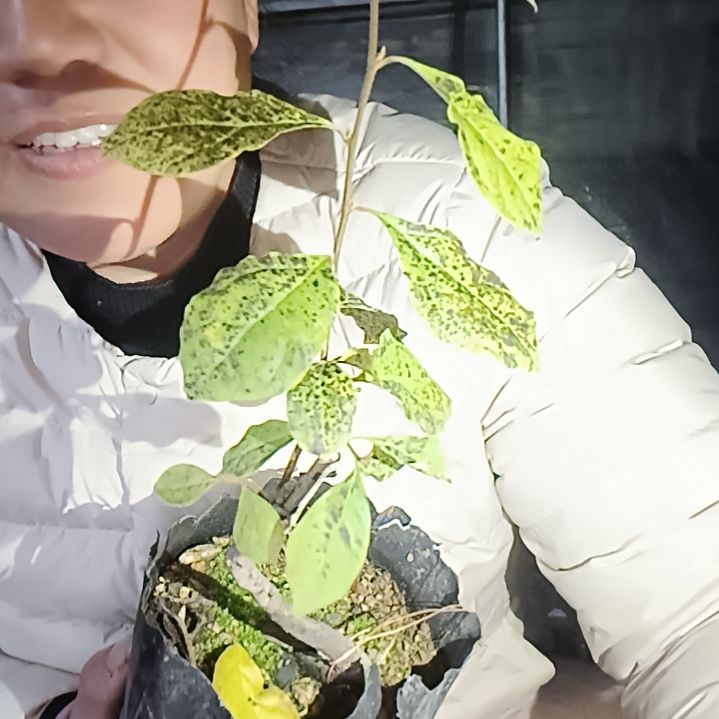 天***亲无花朵426546885555