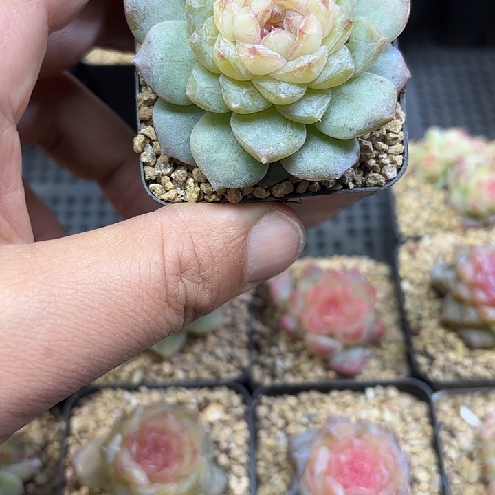 215号单头风花雪月多肉植物
