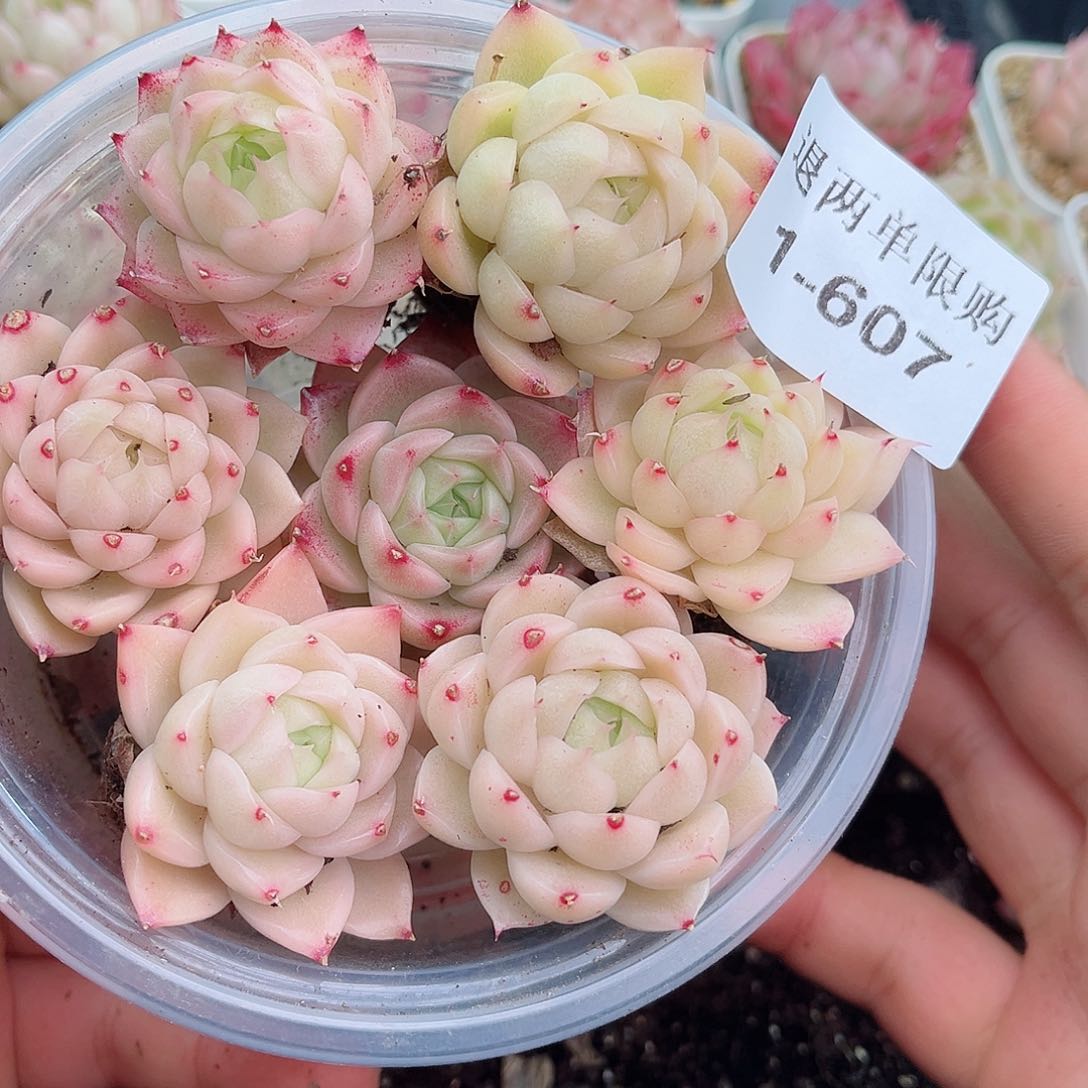 1-607 新疆西藏内蒙不发12.8包邮2-3公分多肉