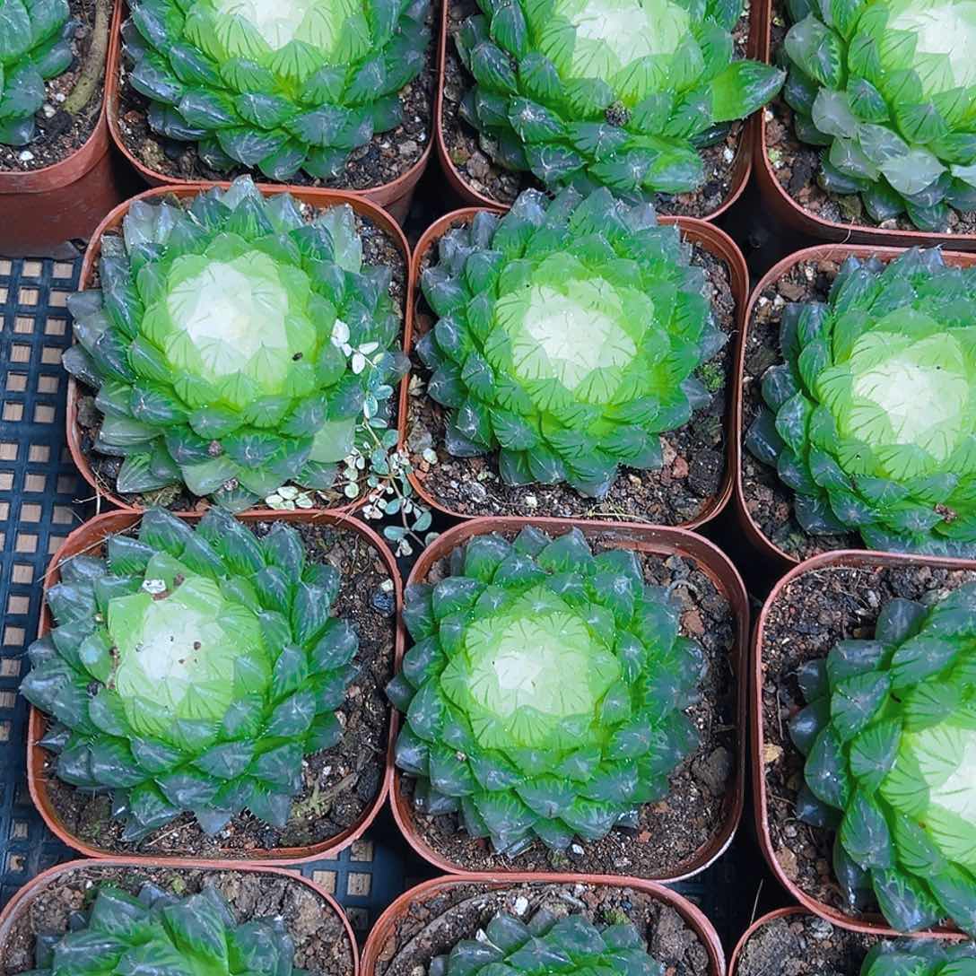 宝莲灯玉露多肉多肉一颗