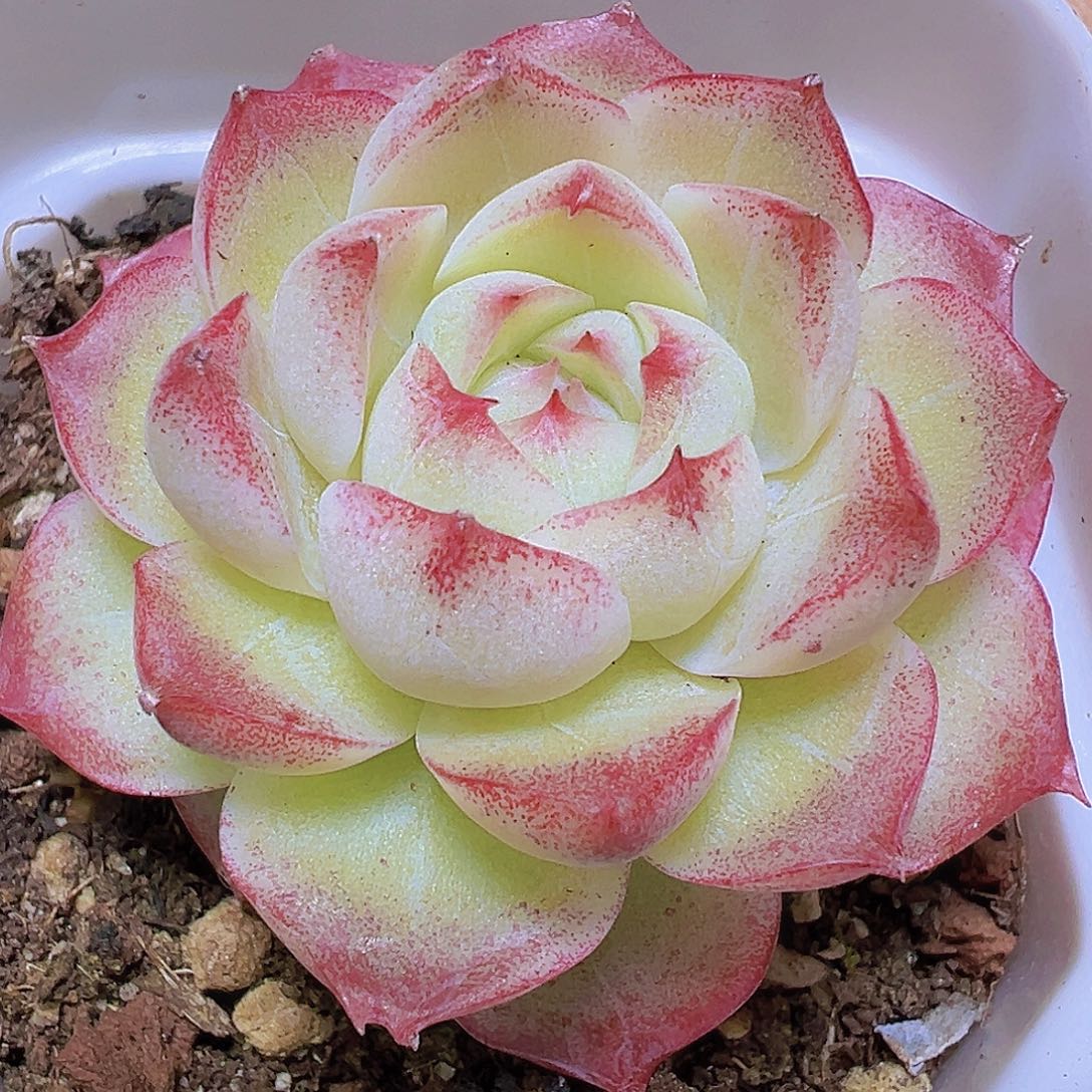 玫瑰仙子19包邮多肉植物