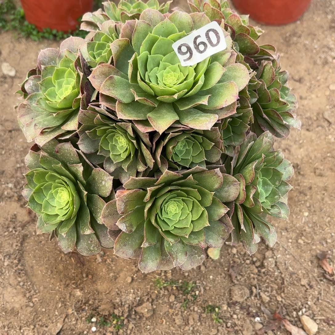 960万圣夜多肉不包损