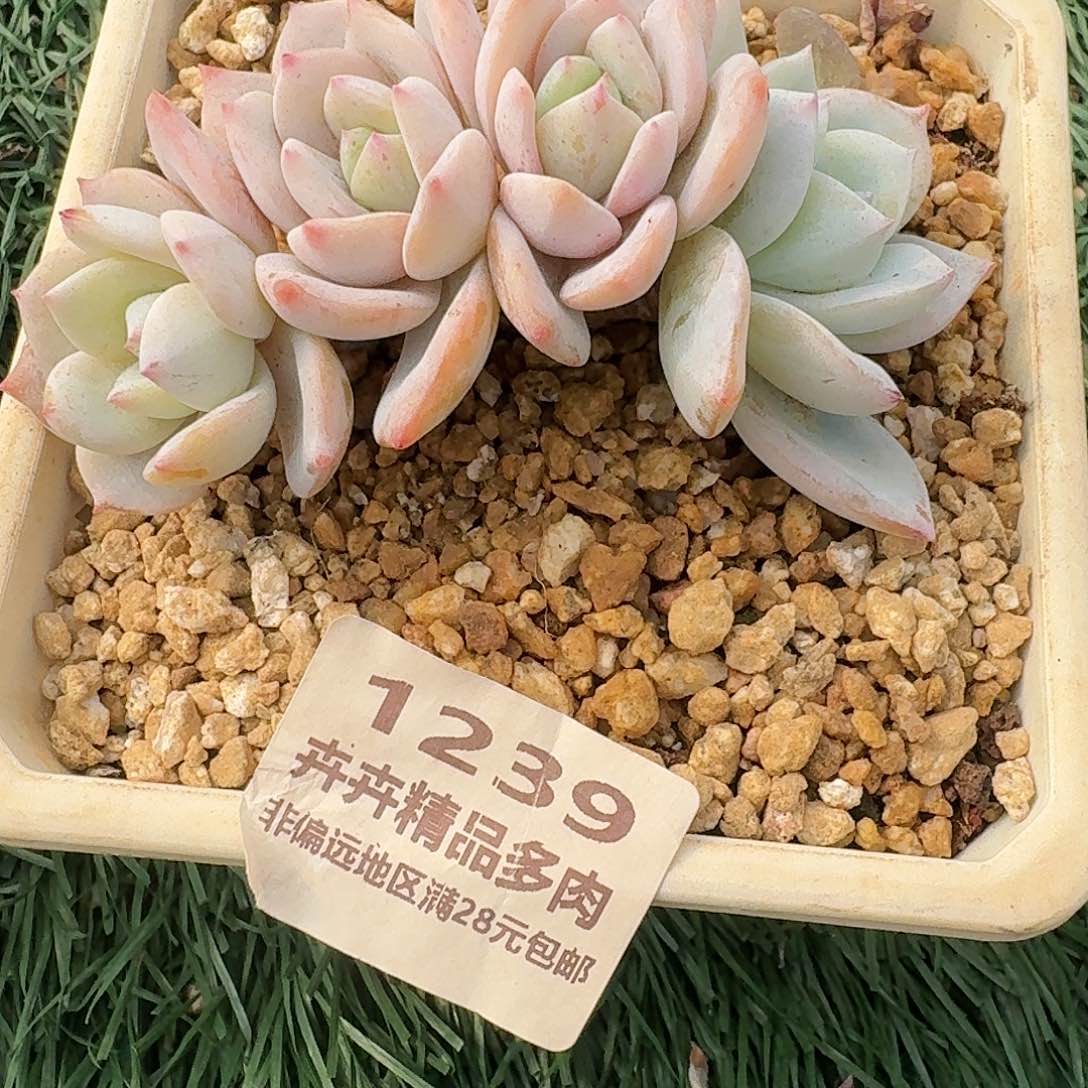 1239 卉卉精品多肉 非偏远地区满28元包邮
