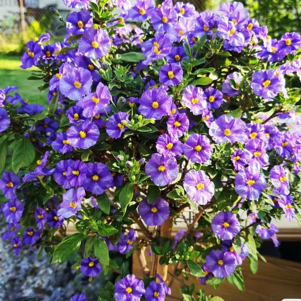 【蓝茄花棒棒糖】蓝花茄盆栽苗阳台庭院花园花境种植多年生花卉