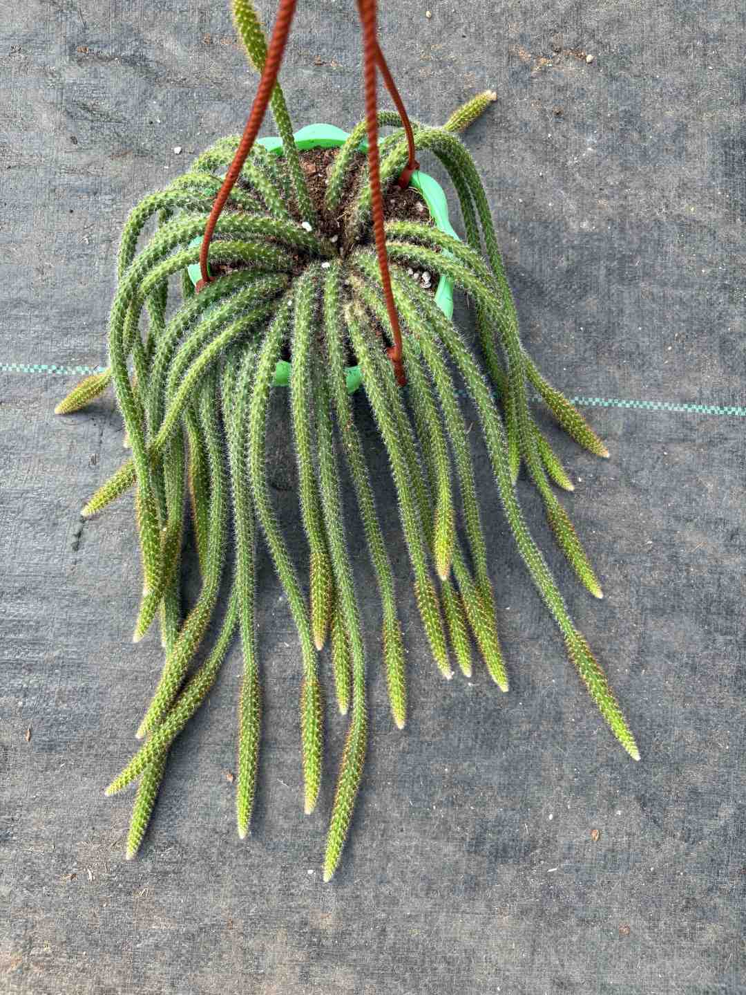 【金妞双色抹紫鼠尾】富婆家九尾狐有砍多头长白毛