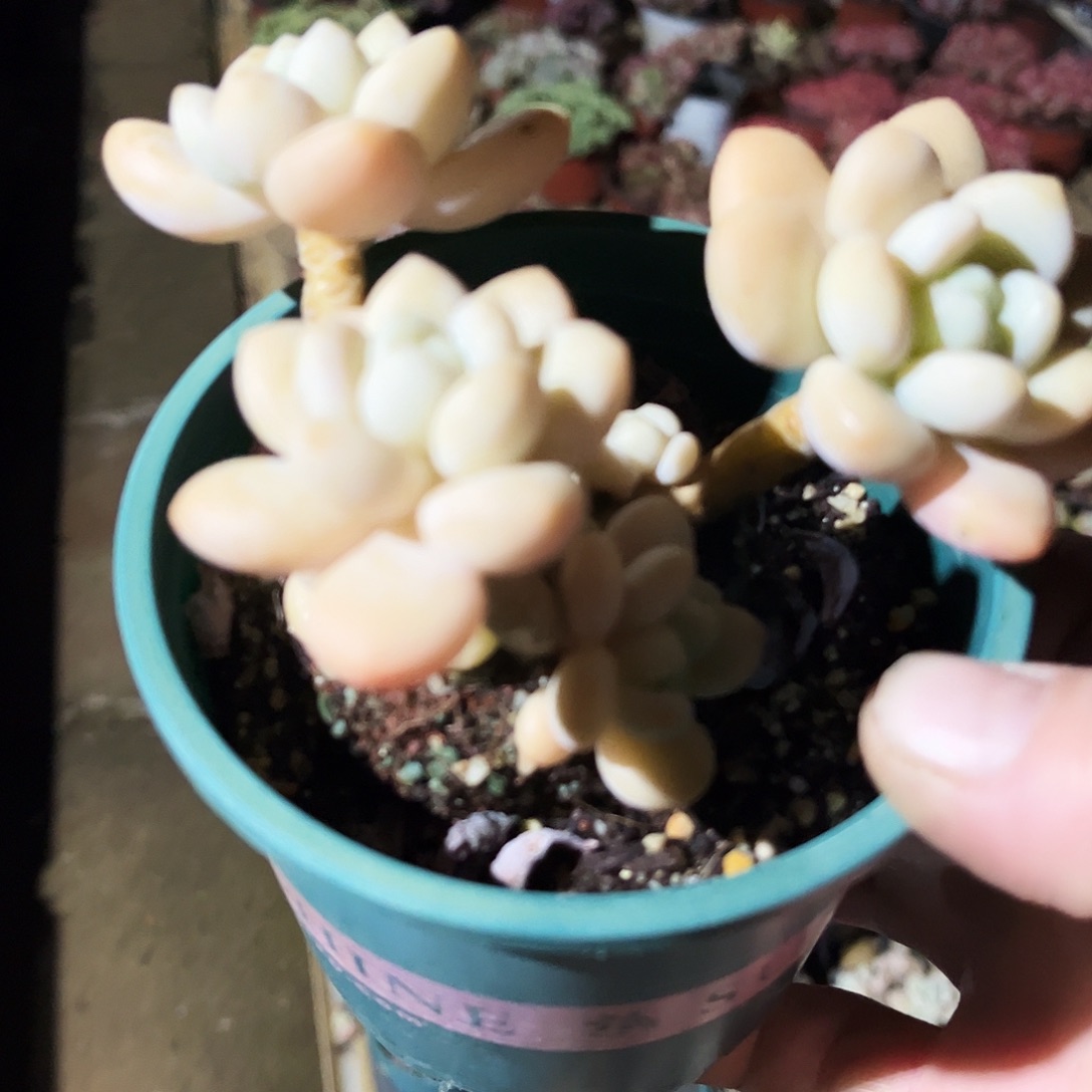 ****️337多肉植物提取萃取剂