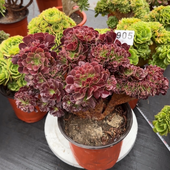 多肉植物欧紫缀905
