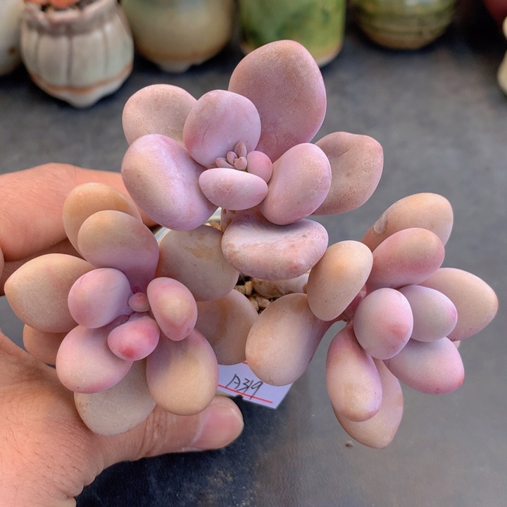 陈****?一物一拍满38包邮 A319