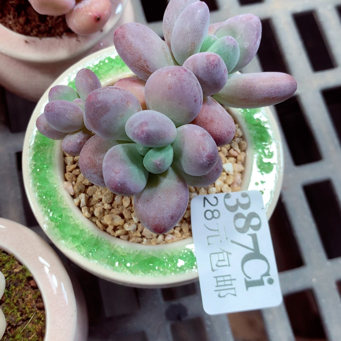 5厘米盆精控多肉387