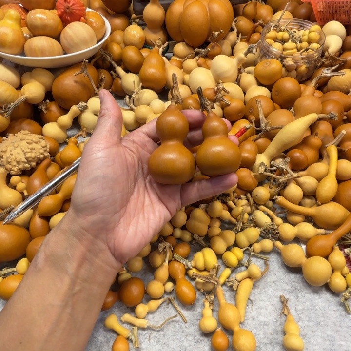 黑****）黑马的两把紫皮葫芦