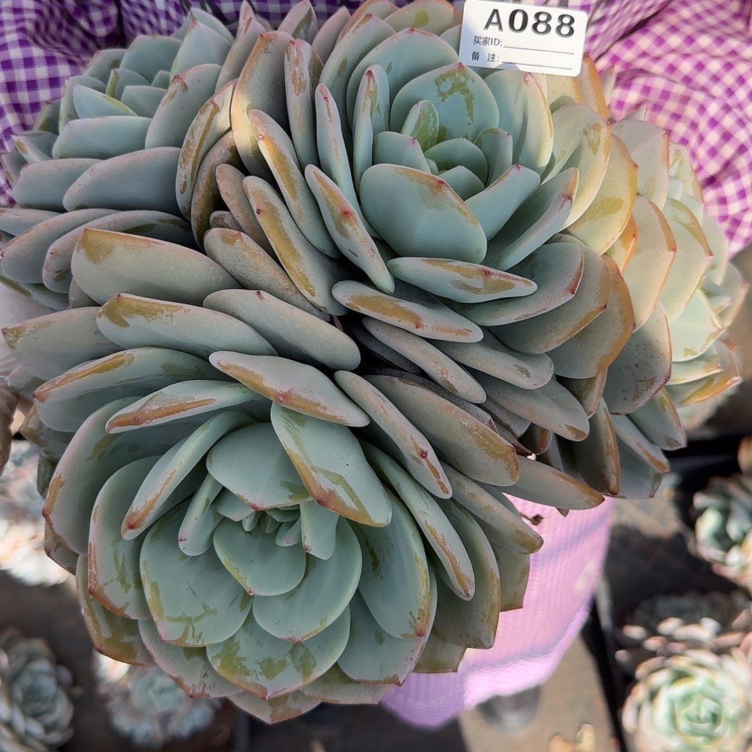 橙****A088售后范围：签收起7天内