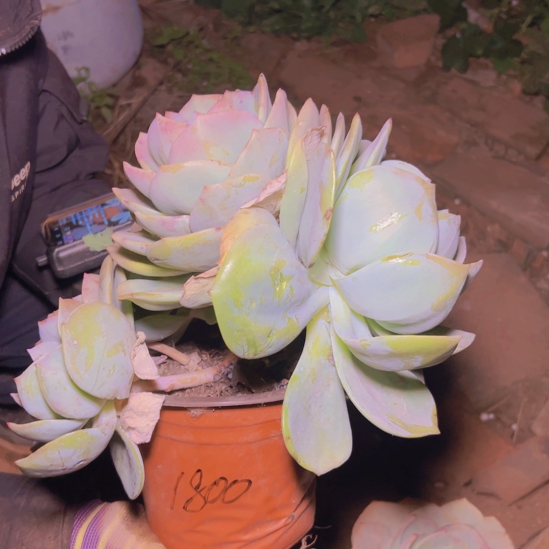 艾**王大白凤 多肉花开富贵