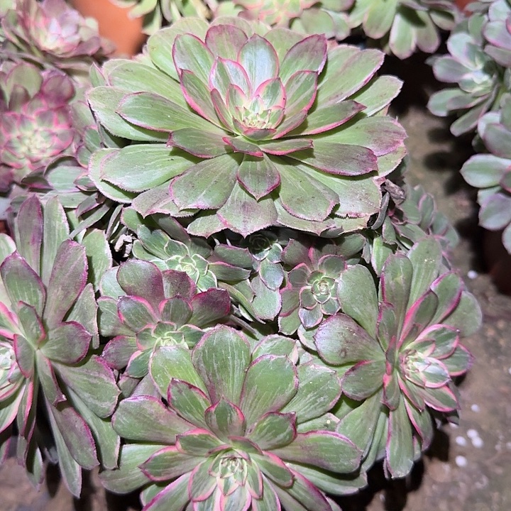 精品莲花座捧花亏本福利