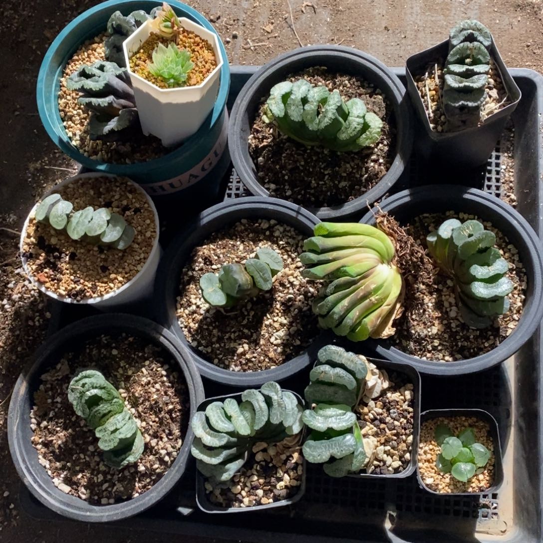 亿***然936 一整筐全部 新粉福利