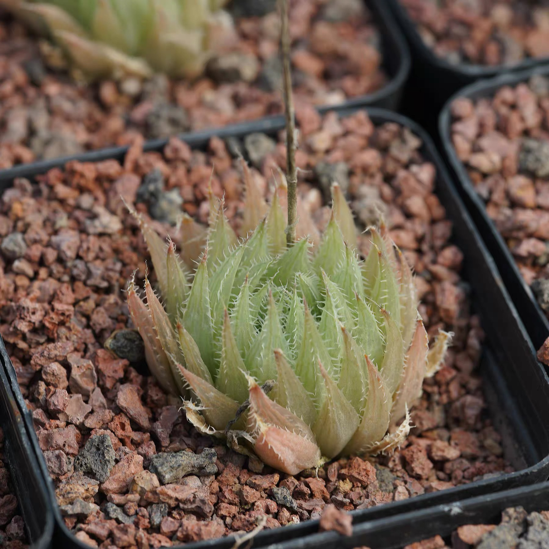 Haworthia cooperi var. minima