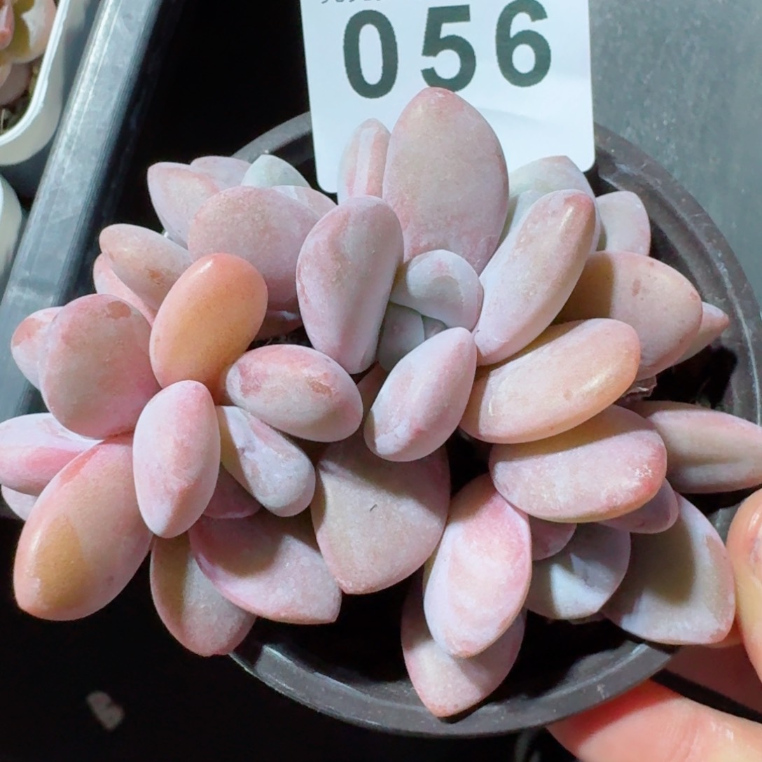 粉兔群生         精品多肉