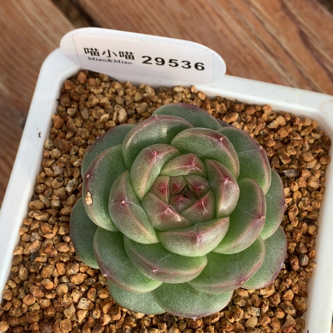 小***妹多肉植物杂交珍妮