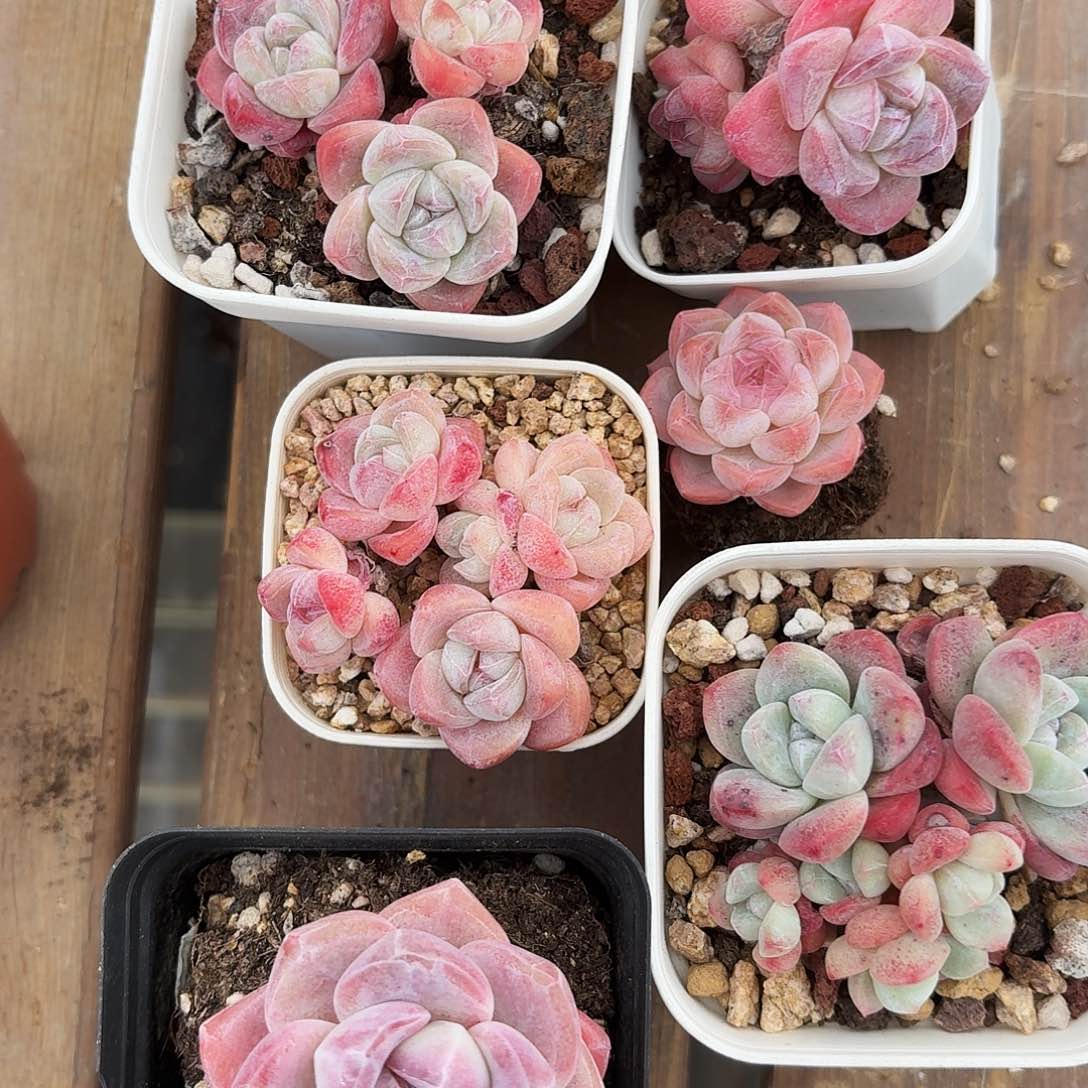 鹤*?多肉冰玉一起6颗老桩