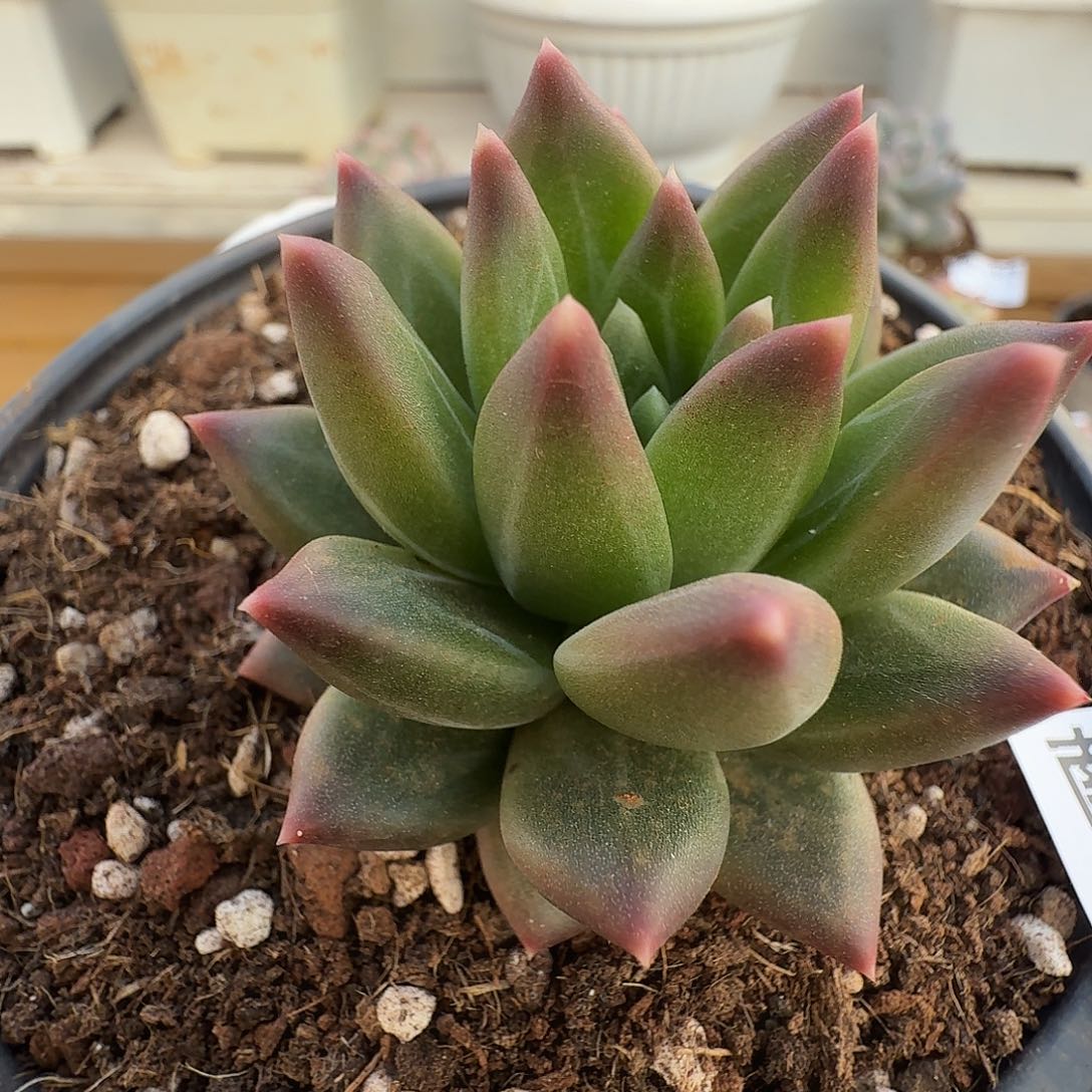 迷雾泡泡1111102-40