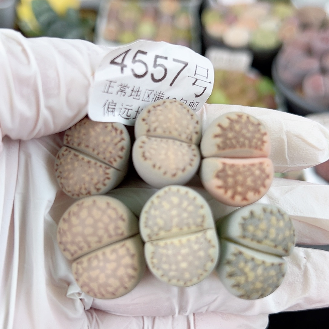 4557四年饼干6个1.5cm左右有颗带锦