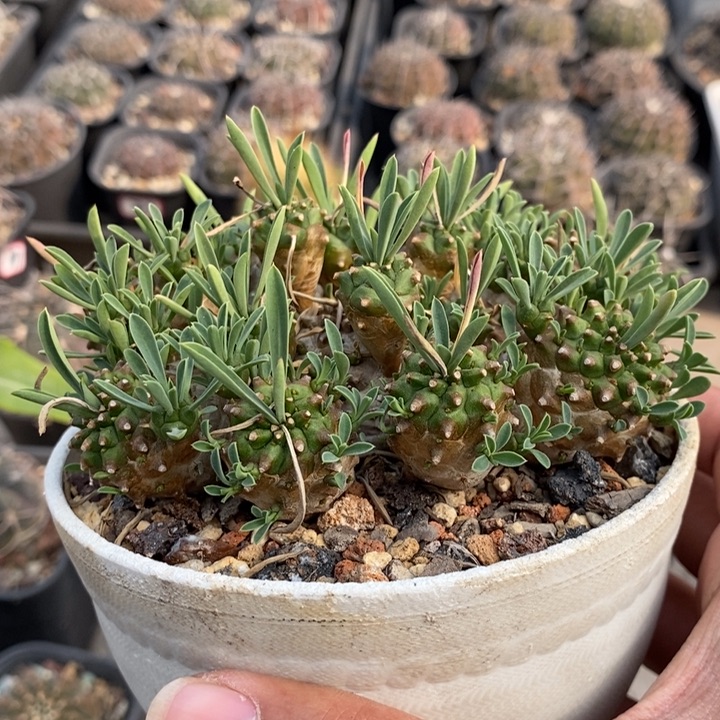 【闪购商品】峨眉山