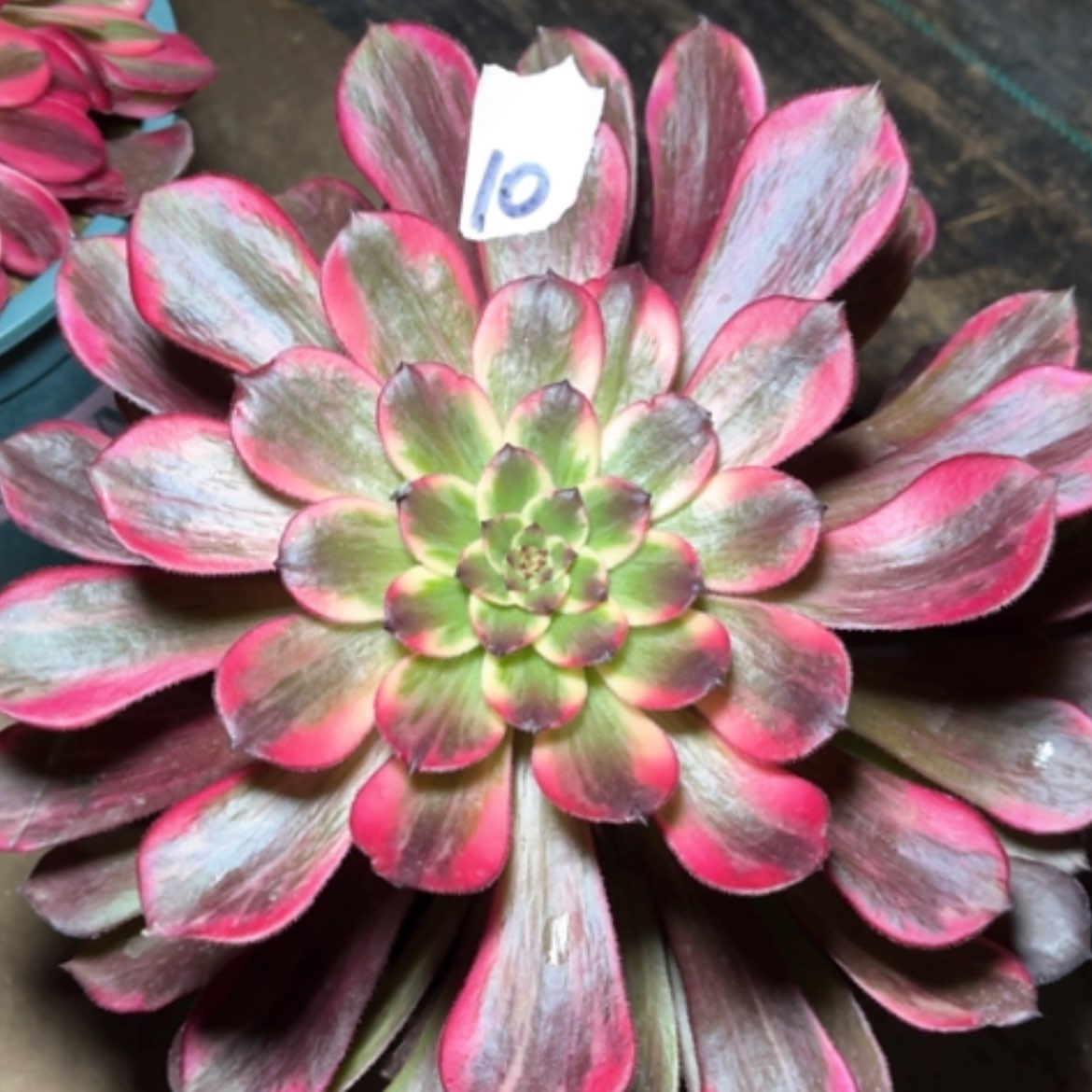 【闪购商品】10烟花多肉法师