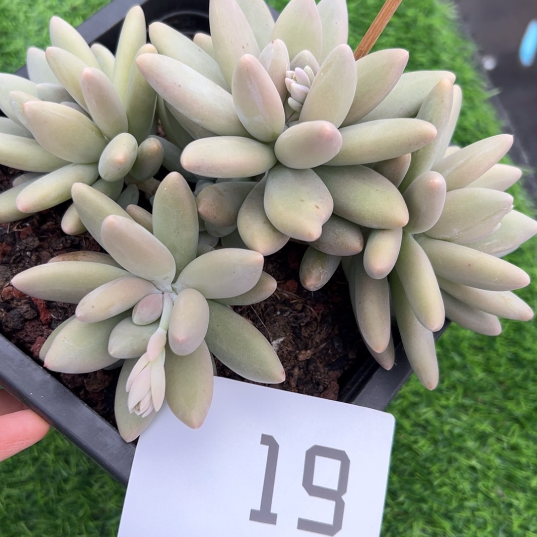 19、很喜欢和差距坚持拒绝