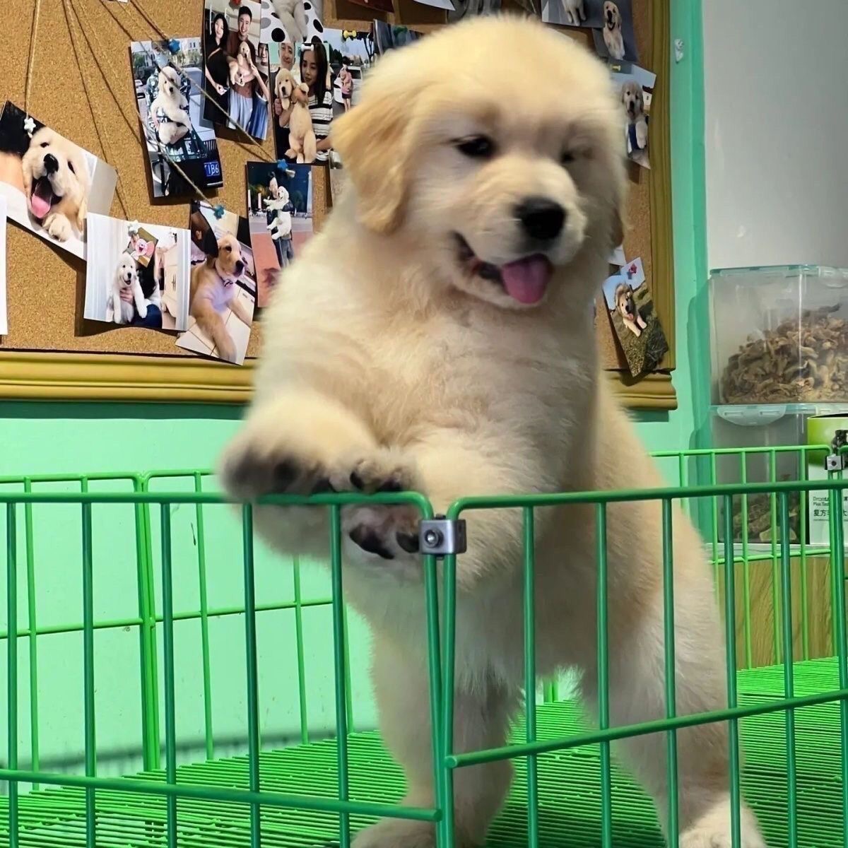 （文栋）精品双血统纯种金毛幼犬
