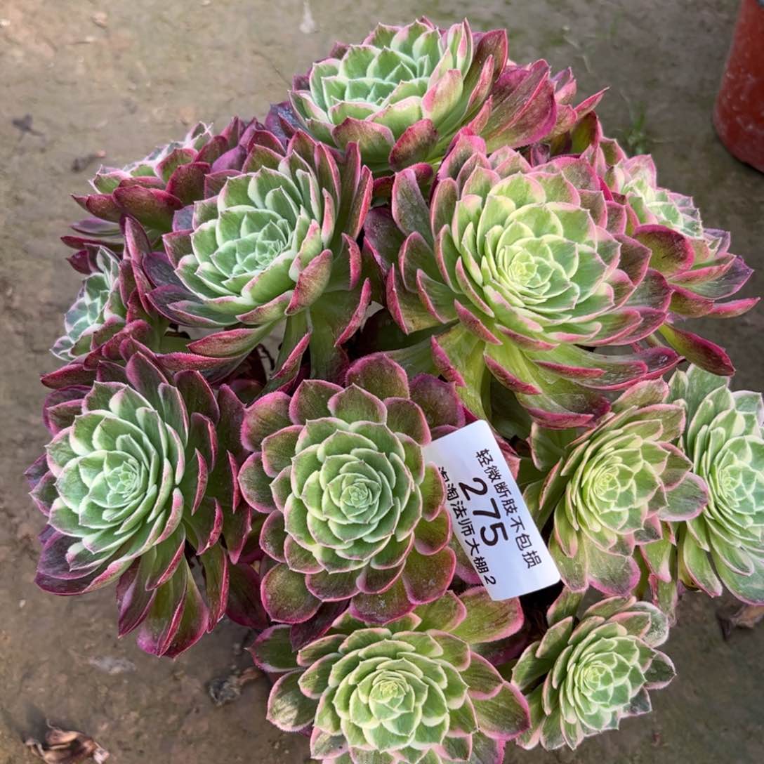 275水蜜桃多肉植物法师