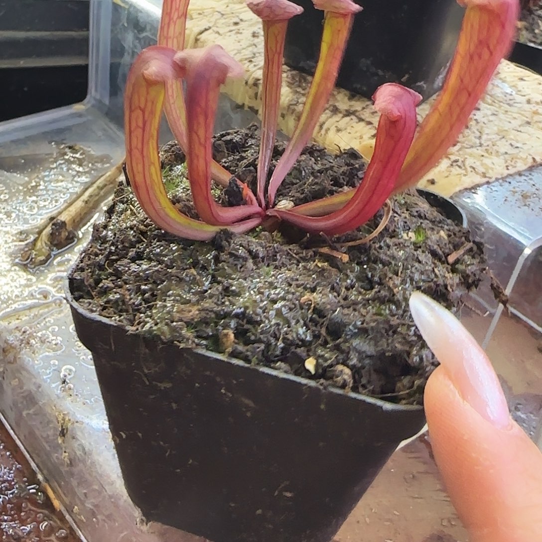 完全开放卡特斯比瓶子