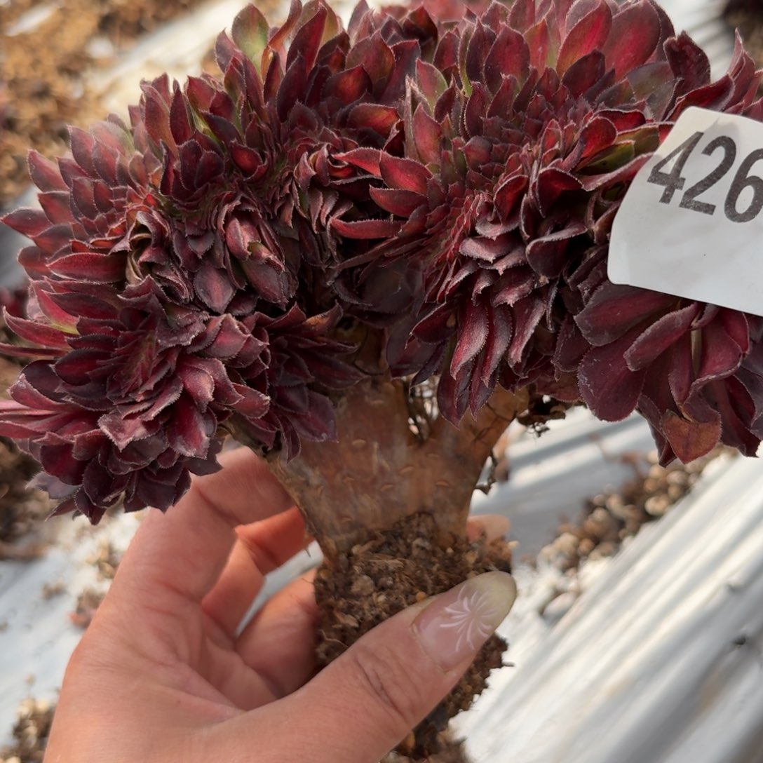 嗯4269 号法师多肉植物特价