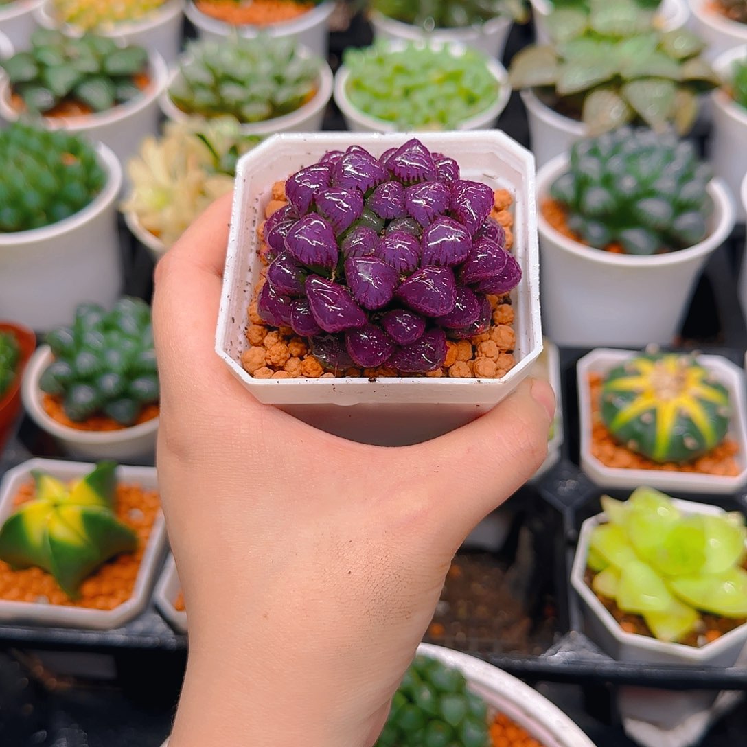 紫宝石冰灯玉露，原盆，人工上色