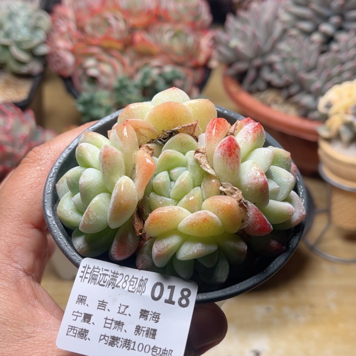 【闪购商品】018冰玉