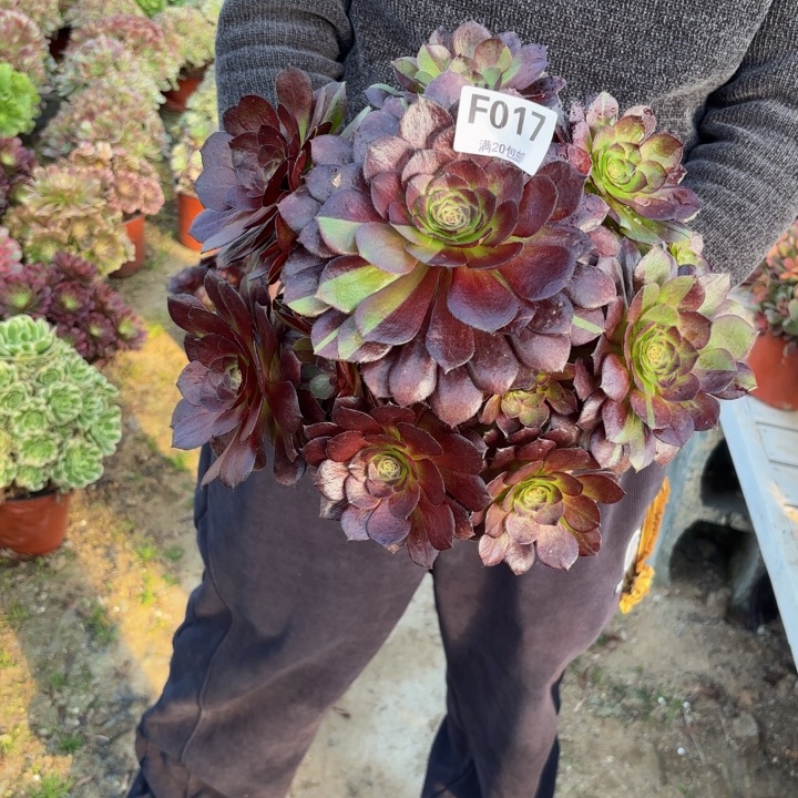 瑞妈，，。。。。017黑美人，