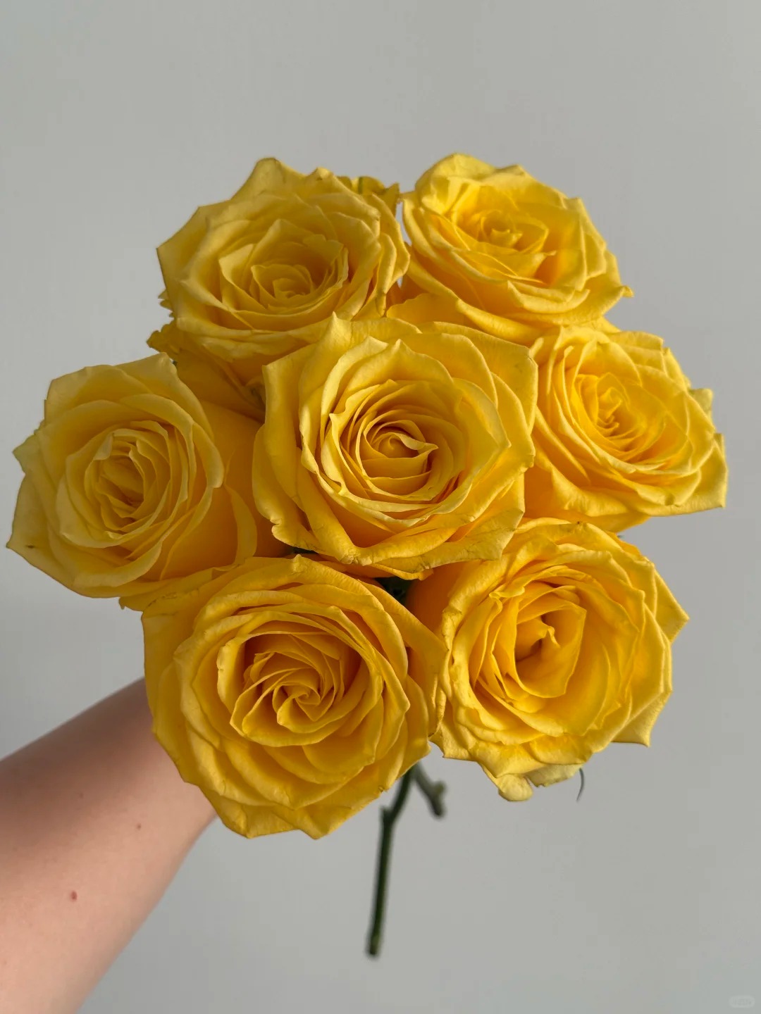 （曼曼）金枝玉叶单头玫瑰15+5支防损鲜花任意2单包邮