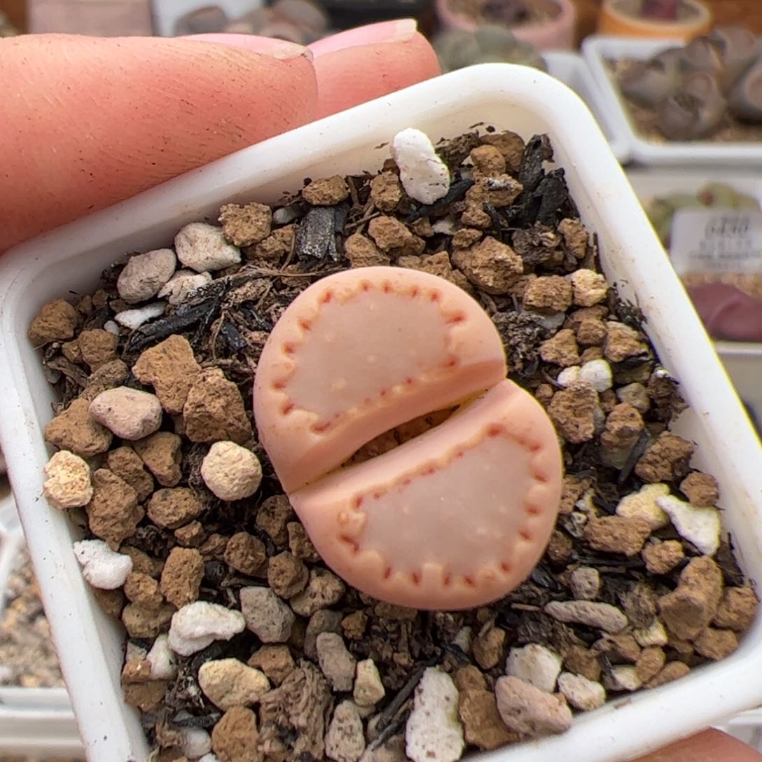 0479号饼干 多肉植物