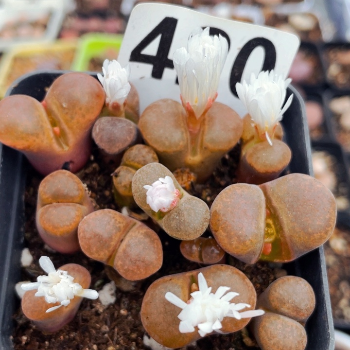 429红蛋糕风铃玉母本