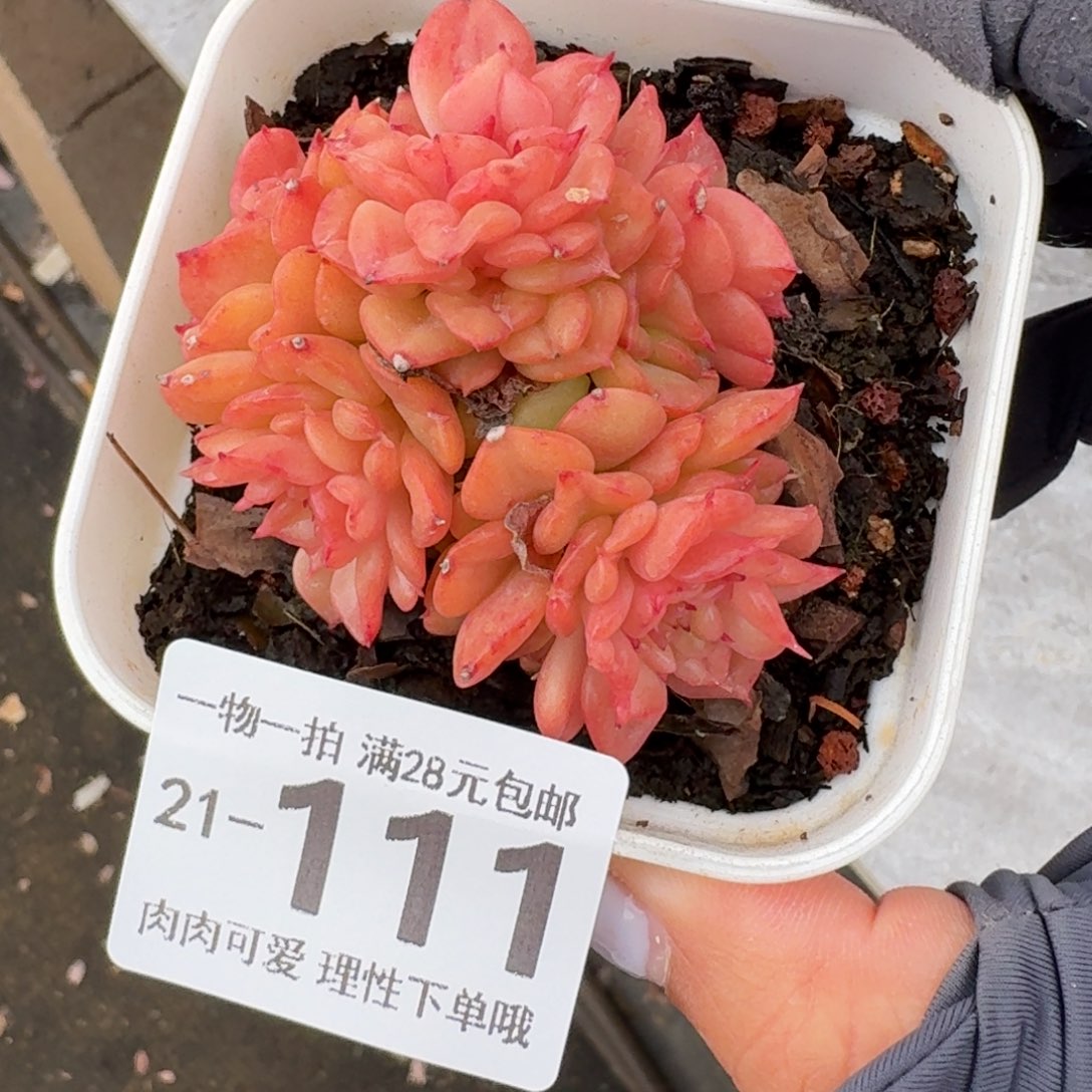 腊牡丹无盆土发货无