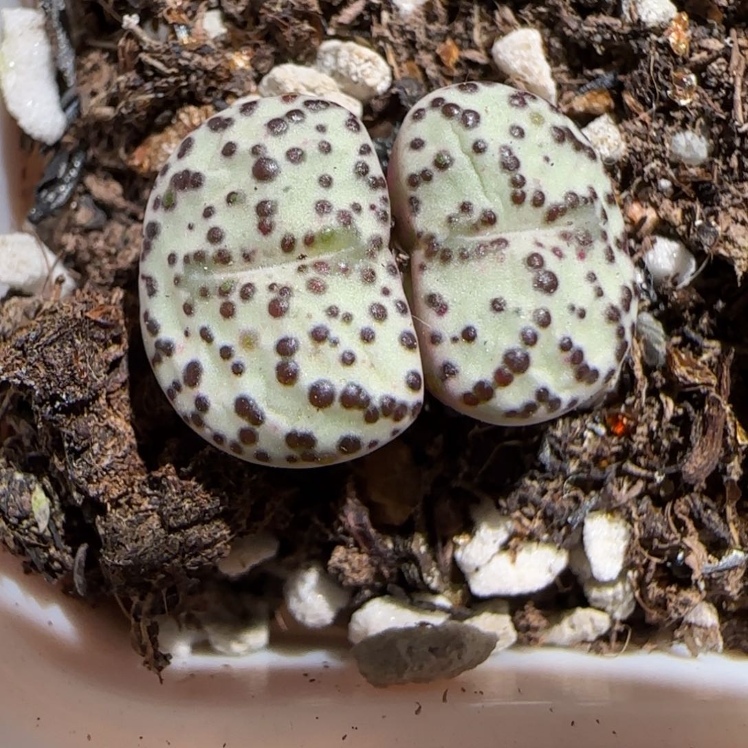 肉锥多肉植物组合-黑点安贞120