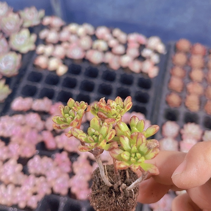 小人祭【满10颗包邮】