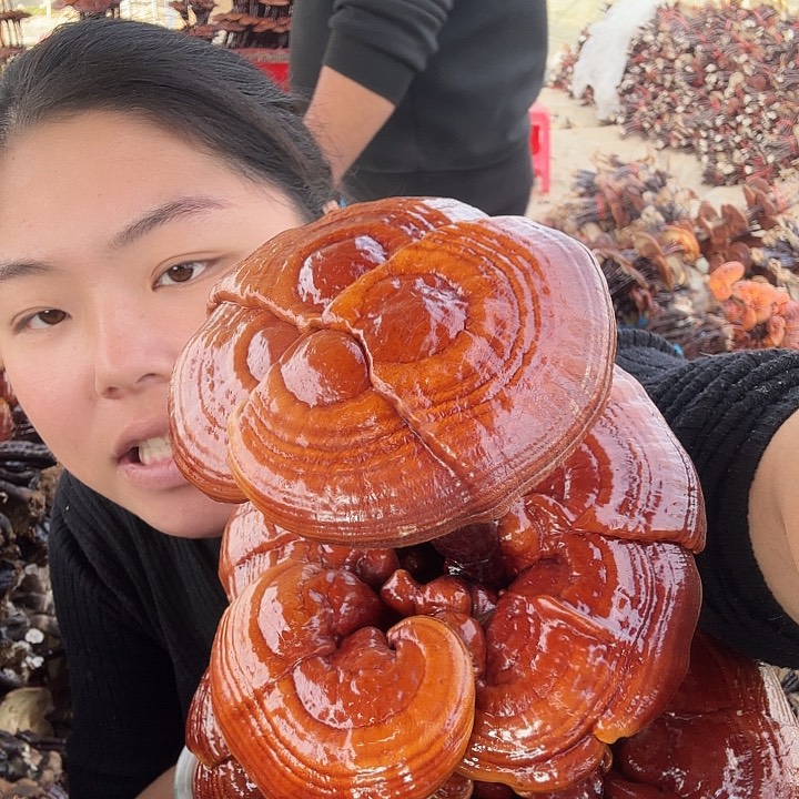 无花朵?****?灵芝花开了