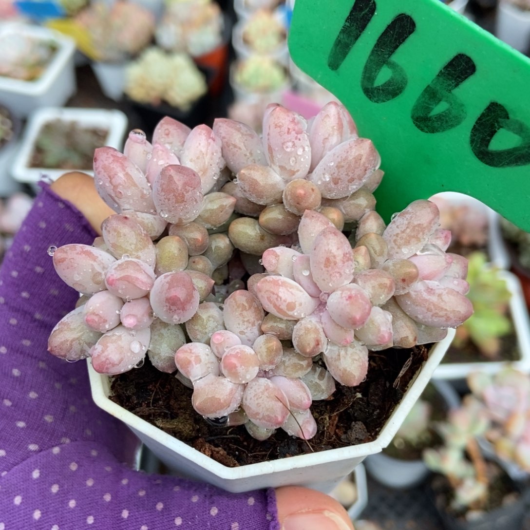 1660婴儿手指多肉植物