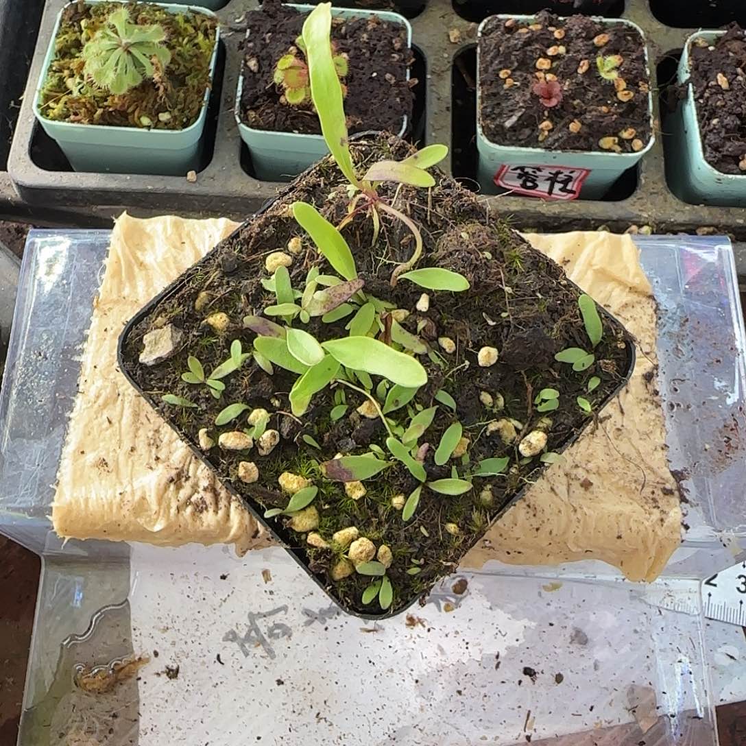 无花朵长叶狸藻类