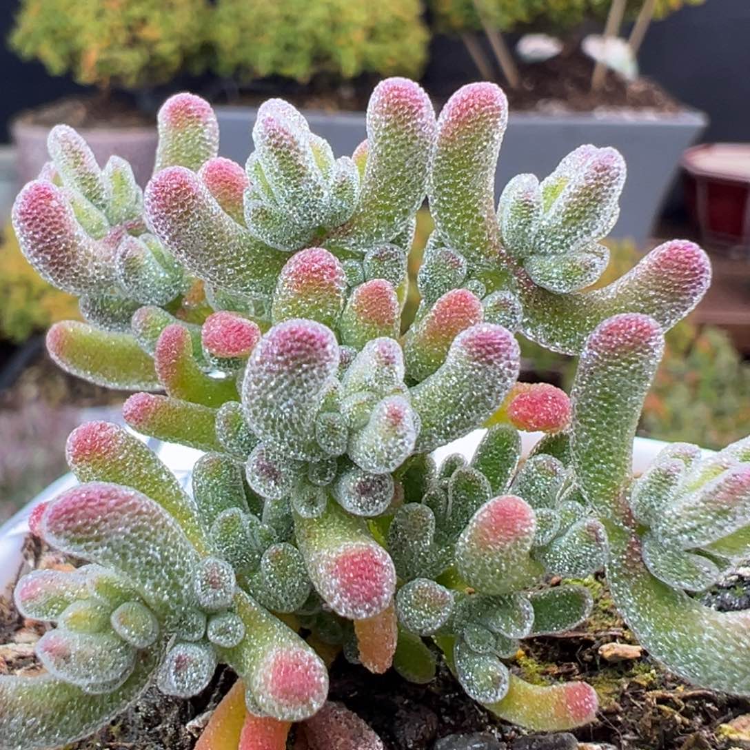 dy5431小可爱冰晶锦冠幅4cm