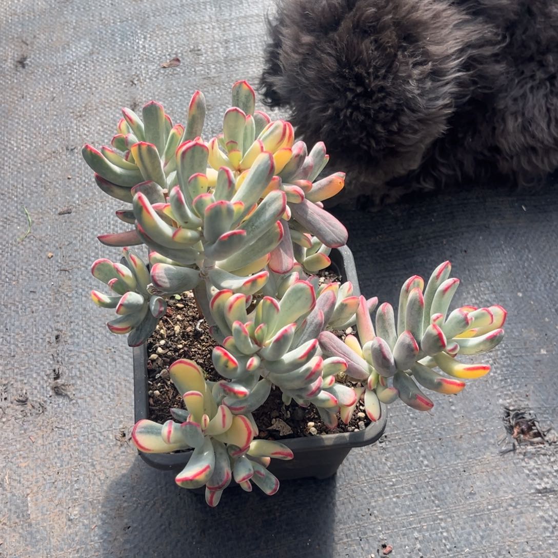 小雨多肉初见棒叶福娘锦