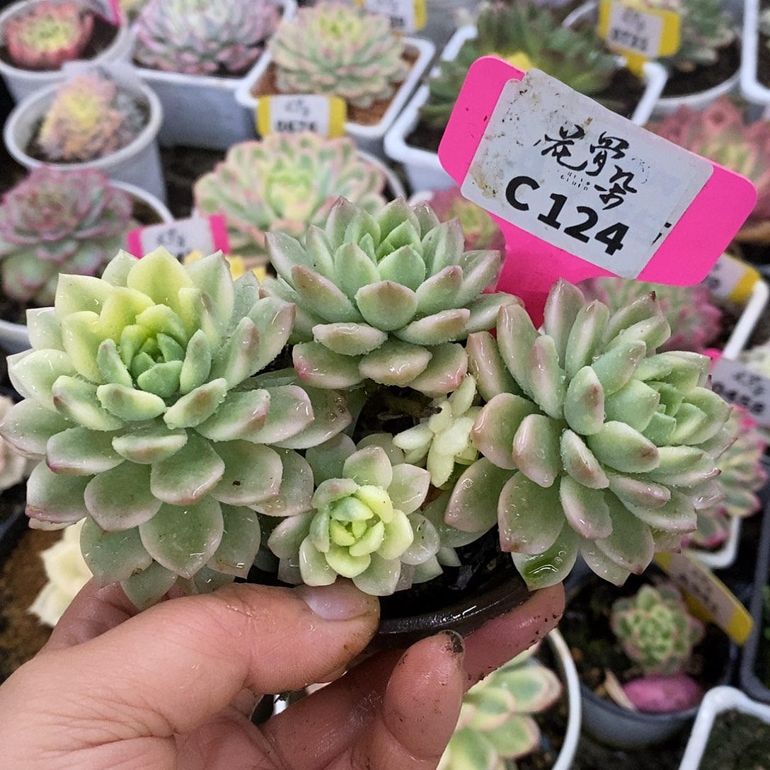 124群生哈哈哈哈哈哈