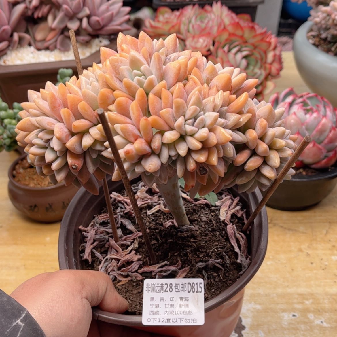 【闪购商品】815淡雪缀