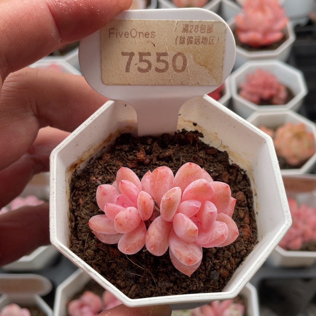 冰橙7550-4.5厘米